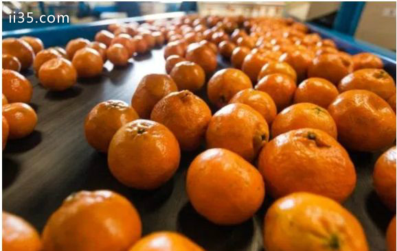世界上排名前十的柑橘生产国 巴西位居前