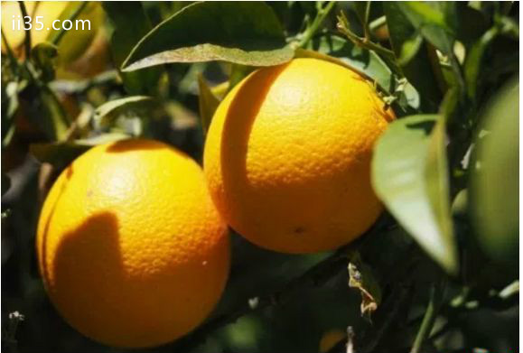 世界上排名前十的柑橘生产国 巴西位居前列-经典的手法,酸爽的感觉
