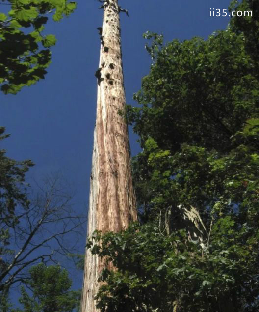 十颗世界上最高的树 最高的有50层楼那么高！，精彩的脚部活动