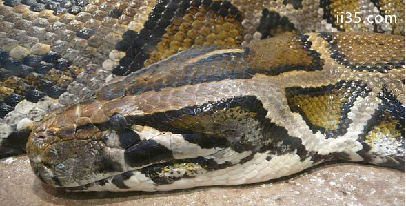 十种世界上最长的蛇 黑曼巴蛇仅排第十，品味恬淡中的奢华