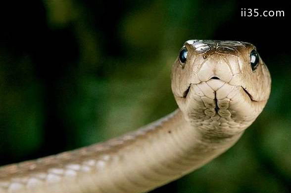 十种世界上最长的蛇 黑曼巴蛇仅排第十，品味恬淡中的奢华