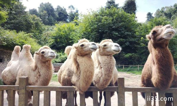 贵州野生动物园门票-困了就来浴足，让你甜美入梦