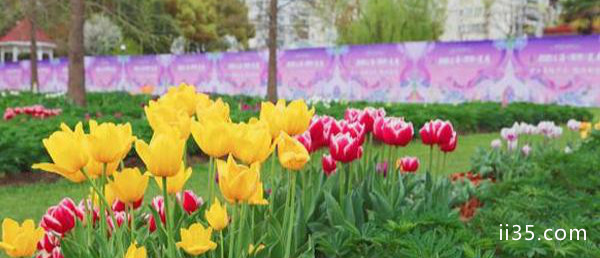 2020年上海国际花展延期 上海国际花展举办时间和活动介绍,一次体验，终身粉丝