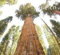 世界上十大最古老的树排行 >>足·享健康人生，疗·养休闲生活