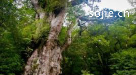 世界上十大最古老的树排行 >>足·享健康人生，疗·养休闲生活
