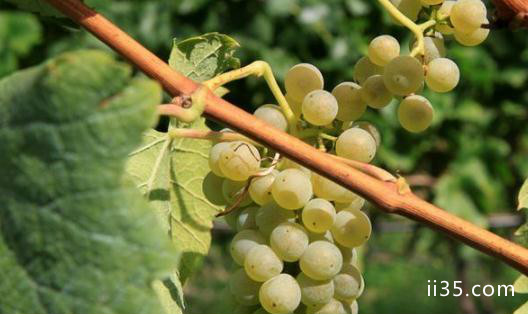 奥地利葡萄品种有哪些 奥地利葡萄介绍,天下享足疗
