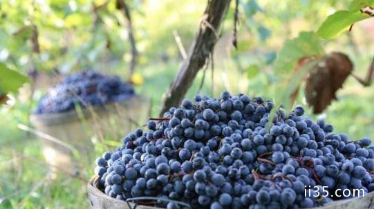 奥地利葡萄品种有哪些 奥地利葡萄介绍,天下享足疗