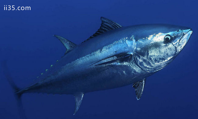 世界上最贵的十大海鲜 蓝鳍金枪鱼一条要173：舒服享受，你我共享