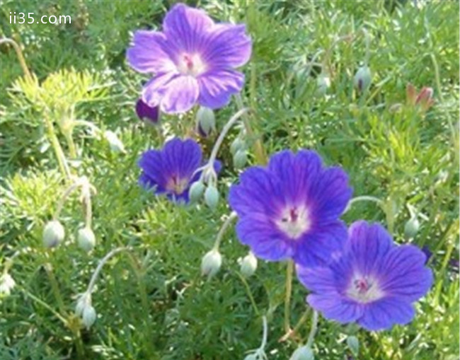 10种最受欢迎的草药 藏红花可以提高性欲>>记住你双足释放的力量