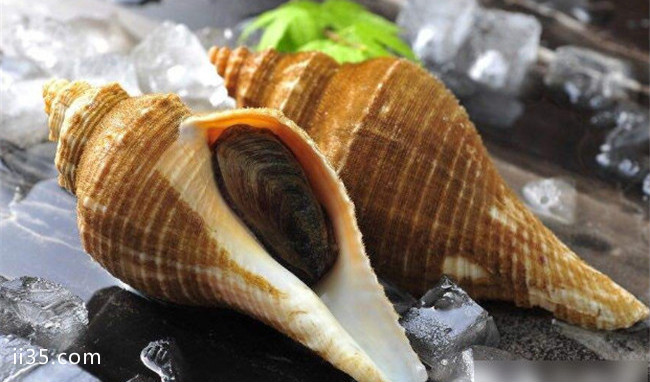 十大最美味的可食用螺 可食用螺品种大全,让你当一次皇帝 你愿意吗