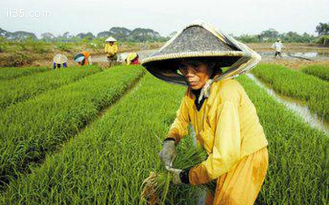 世界水稻产量排名 中国水稻的产量果然第