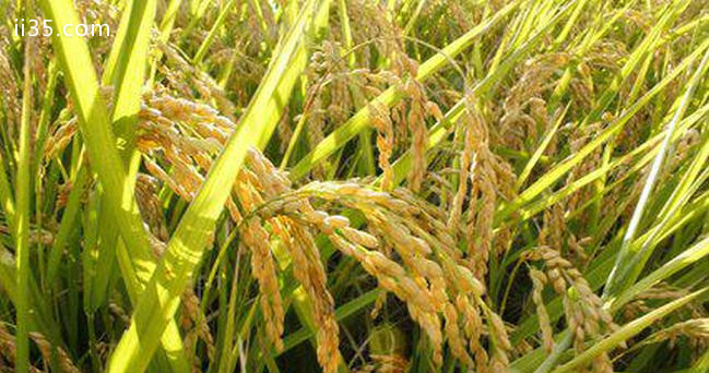 世界水稻产量排名 中国水稻的产量果然第一_舒适软绵感觉