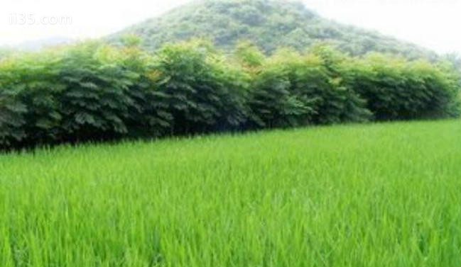 世界水稻产量排名 中国水稻的产量果然第一_舒适软绵感觉