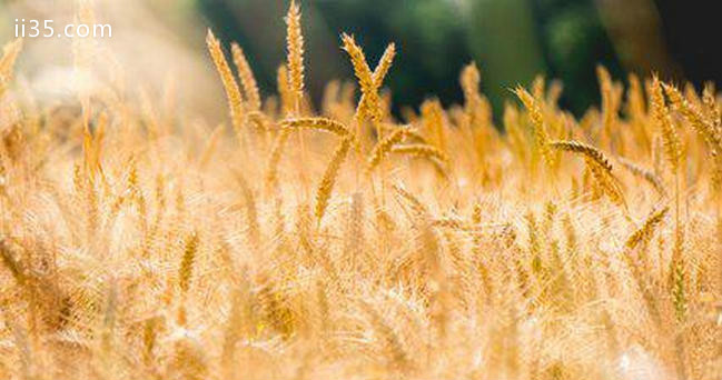 中国小麦产量排名 河南的小麦产量最高：