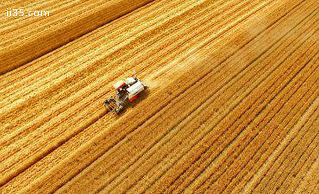 中国小麦产量排名 河南的小麦产量最高：皇家品位，享浴天下