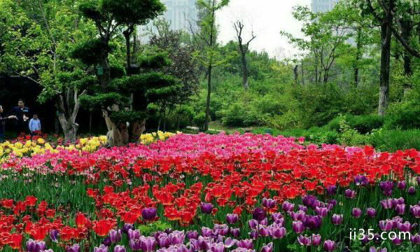 2021年4月16日汉中植物园开园试运营